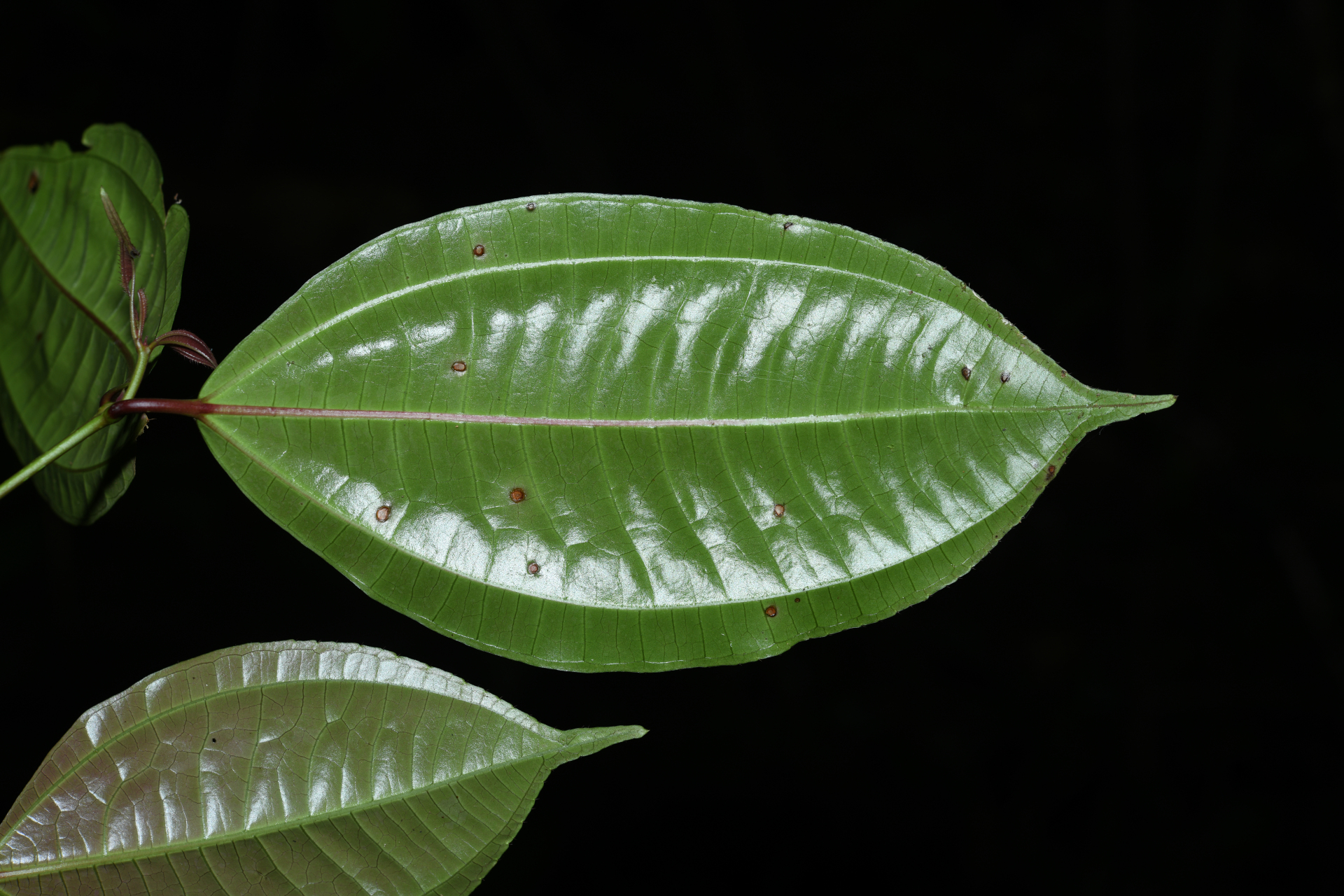 Miconia lateriflora subsp. lateriflora - Photo Bivouac Naturaliste